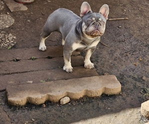 Mother of the French Bulldog puppies born on 11/21/2023