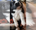 Small #5 Cane Corso-Saint Bernard Mix