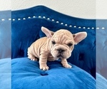 Small #22 French Bulldog