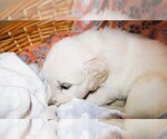 Puppy Ferrari English Cream Golden Retriever