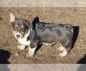 Pembroke Welsh Corgi Puppy for sale in OROFINO, ID, USA