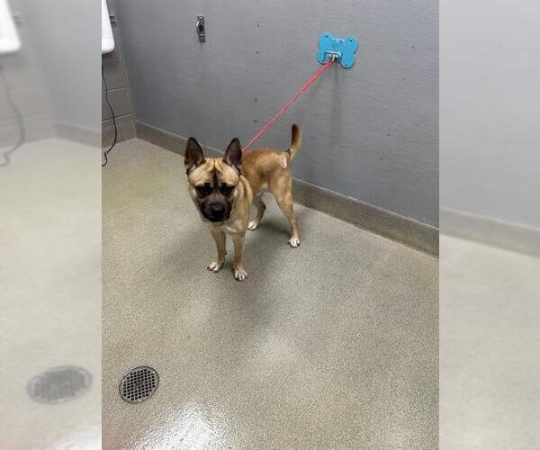 Medium Photo #1 German Shepherd Dog-Unknown Mix Puppy For Sale in Las Vegas, NV, USA