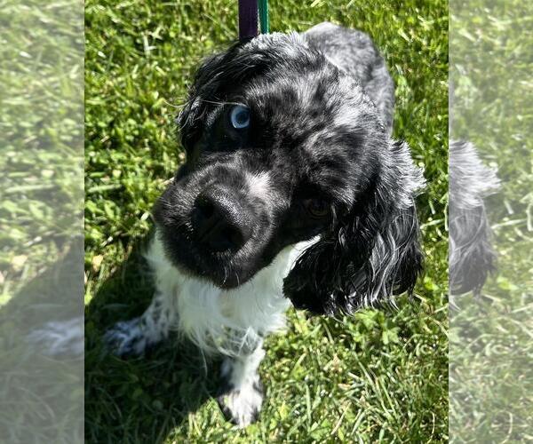 Medium Photo #3 Cocker Spaniel-Unknown Mix Puppy For Sale in Westminster, MD, USA