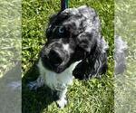 Small #2 Cocker Spaniel Mix
