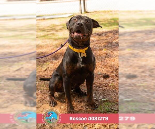 Medium Photo #2 Rottweiler-Unknown Mix Puppy For Sale in Mobile, AL, USA