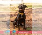 Small #1 Rottweiler Mix