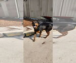 Small #13 Rottweiler Mix