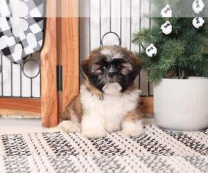 Shih Tzu Puppy for sale in NAPLES, FL, USA