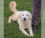 Small #3 Great Pyrenees