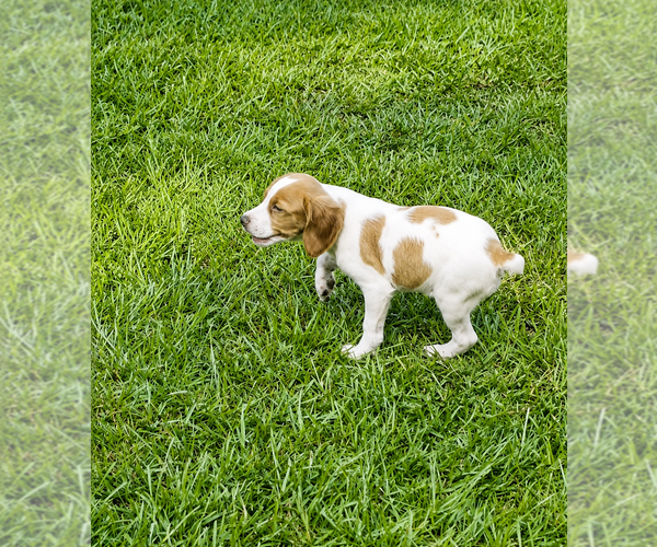 Medium Photo #4 Brittany Puppy For Sale in ORRUM, NC, USA