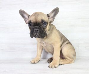 French Bulldog Puppy for sale in LAS VEGAS, NV, USA
