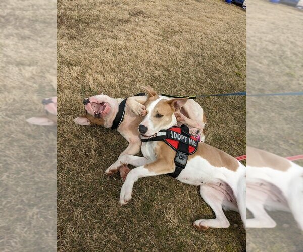Medium Photo #12 American Pit Bull Terrier-Unknown Mix Puppy For Sale in Raleigh, NC, USA