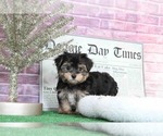 Small Photo #5 Morkie Puppy For Sale in BEL AIR, MD, USA