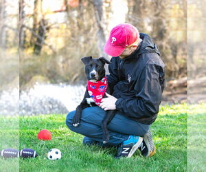 Labrador Retriever-Unknown Mix Dogs for adoption in Unionville, PA, USA