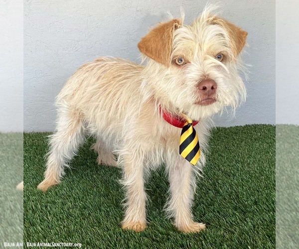 Medium Photo #2 Mutt Puppy For Sale in San Diego, CA, USA