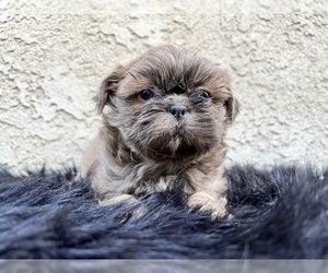 Medium Shih Tzu