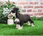 Small #6 Schnauzer (Miniature)