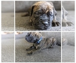 Small Photo #8 Mastiff Puppy For Sale in RUCKERSVILLE, VA, USA