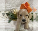Puppy Aurora Golden Retriever