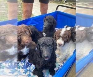 Poodle (Standard) Puppy for sale in ORMOND BEACH, FL, USA