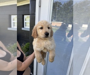 Golden Retriever Litter for sale in CHAMPIONS GATE, FL, USA