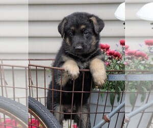 German Shepherd Dog Puppy for sale in FREDERICKSBG, OH, USA