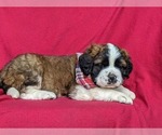 Small Photo #5 Saint Bernard Puppy For Sale in DELTA, PA, USA