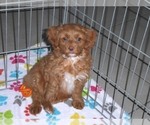 Small Photo #6 Cockapoo-Poodle (Miniature) Mix Puppy For Sale in ORO VALLEY, AZ, USA