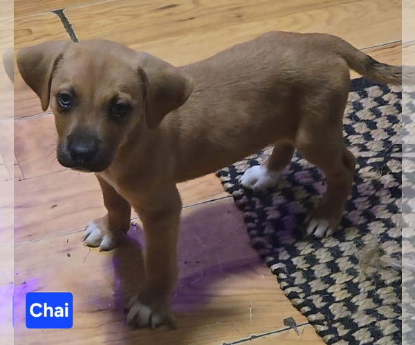 Medium Photo #2 Labsky Puppy For Sale in Alexander, AR, USA