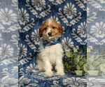 Small Photo #3 Cavapoo Puppy For Sale in LINCOLN UNIVERSITY, PA, USA