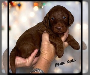 Goldendoodle (Miniature) Puppy for sale in ORANGE PARK, FL, USA