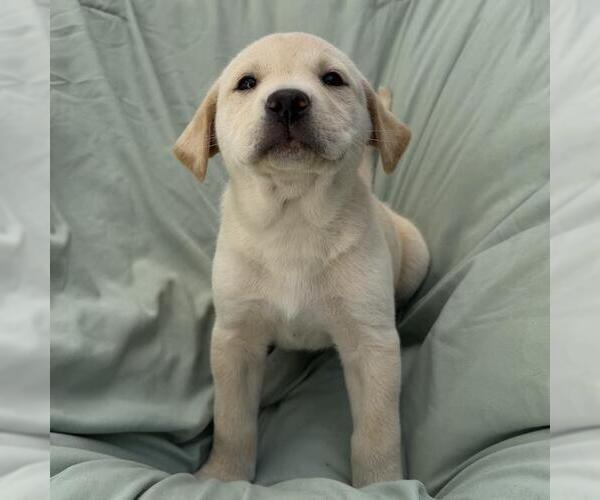 Medium Photo #4 Labrador Retriever-Unknown Mix Puppy For Sale in San Diego, CA, USA