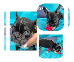 French Bulldog Puppy for sale in SARASOTA, FL, USA
