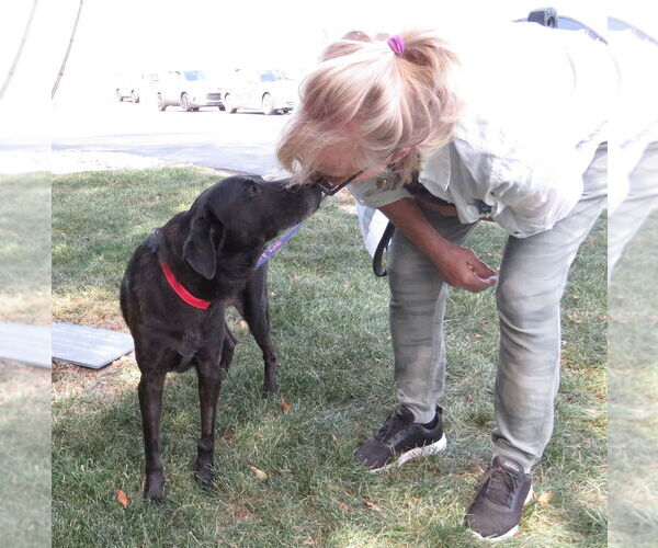 Medium Photo #4 Labrador Retriever-Unknown Mix Puppy For Sale in Grovertown, IN, USA