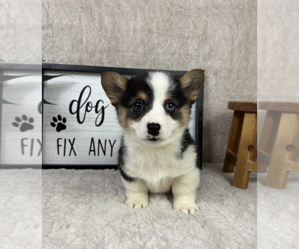 Medium Photo #2 Pembroke Welsh Corgi Puppy For Sale in FRANKLIN, IN, USA