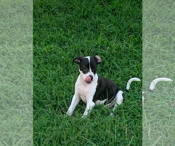 Medium Photo #3 Mutt Puppy For Sale in Mount Pleasant, SC, USA