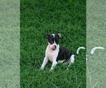 Small #2 Mutt