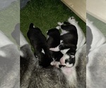 Small Photo #24 Siberian Husky Puppy For Sale in ALTON, IL, USA