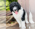 Small Photo #5 Goldendoodle-Poodle (Standard) Mix Puppy For Sale in MONTVERDE, FL, USA