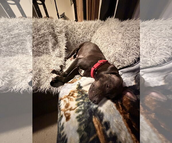 Medium Photo #6 American Staffordshire Terrier-Boxer Mix Puppy For Sale in Arlington, VA, USA