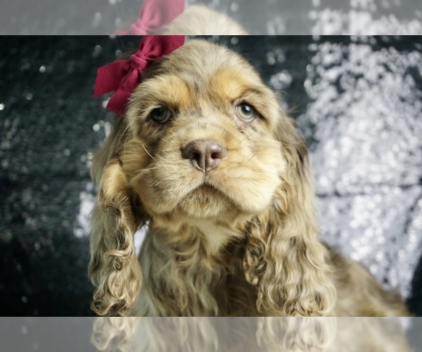 Medium Photo #1 Cocker Spaniel Puppy For Sale in WARSAW, IN, USA