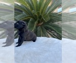 Small Photo #8 Dutch Shepherd Dog Puppy For Sale in LAS VEGAS, NV, USA