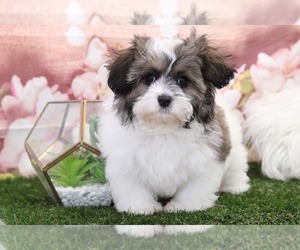 Shih-Poo Puppy for sale in MARIETTA, GA, USA