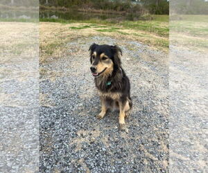 Australian Retriever Dogs for adoption in New Orleans, LA, USA