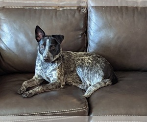 Australian Cattle Dog Dogs for adoption in READING, PA, USA