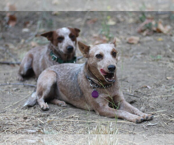 Medium Photo #4 Mutt Puppy For Sale in Paso Robles, CA, USA