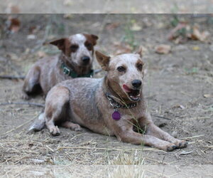 Lina - Female Mutt Dog for Adoption - Photo #4