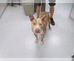 CASH - Male Catahoula Leopard Dog Dog for Adoption - Small photo