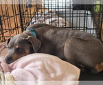 Small #4 Doberman Pinscher Mix
