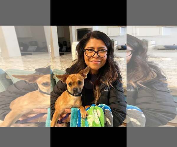 Medium Photo #3 French Bullhuahua Puppy For Sale in Arlington, WA, USA